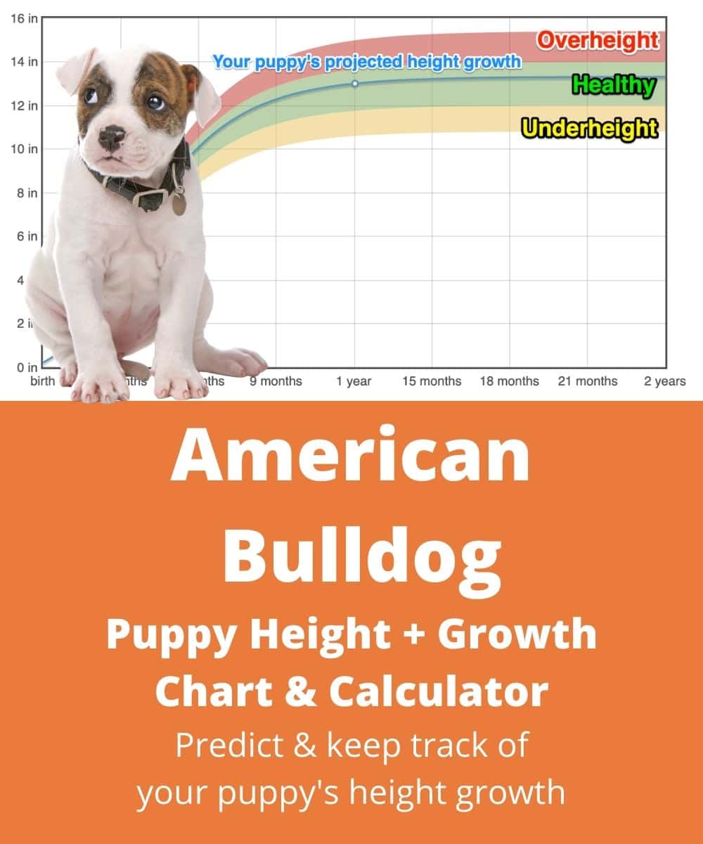 american-bulldog Puppy height Growth Chart